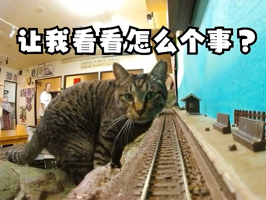 (猫 火车 表情包)寻找猫猫列车的秘密基地:探访全国各地的猫猫列车位置和特点