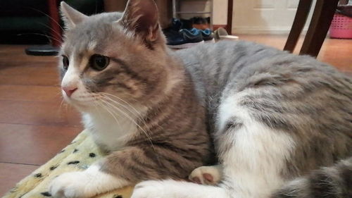 (如何解决猫咪)十种猫咪解闷的方法,帮助你的爱猫快乐度过每一天