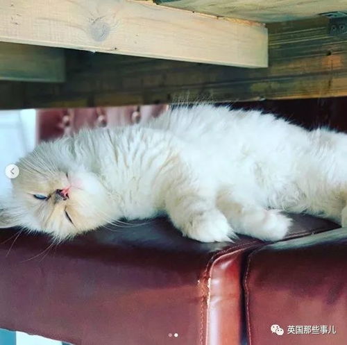 (如何解决猫咪)十种猫咪解闷的方法,帮助你的爱猫快乐度过每一天 (如何解决猫咪)十种猫咪解闷的方法,帮助你的爱猫快乐度过每一天