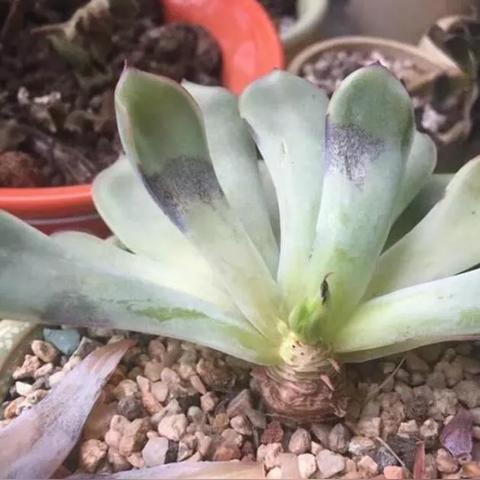 (魔法药剂店)药剂与魔法石哪个好?深入探讨两者在游戏中的优势与应用场景