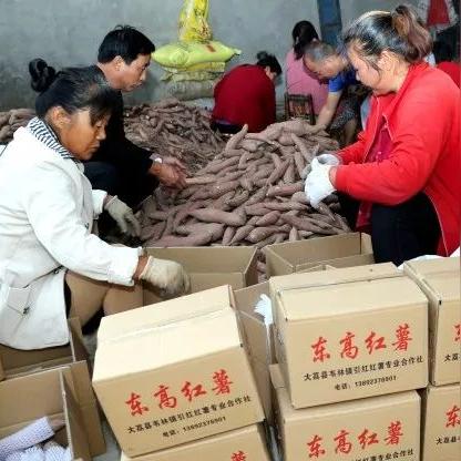 掌握最佳策略:为你详解小小村长中平民角色的最强阵容推荐及其背后的秘密