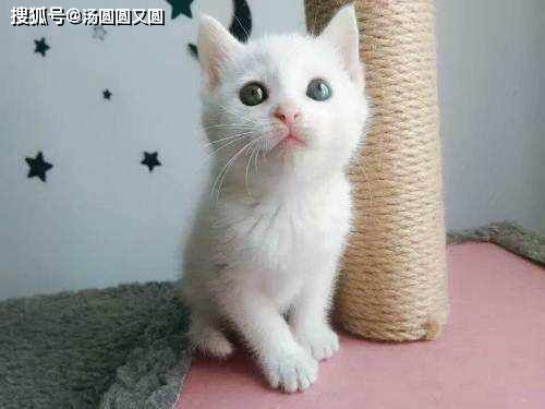 (猫着凉了拉肚子一般多久会好)猫着凉拉肚子会自愈吗?如何正确护理病情以促进恢复很重要。