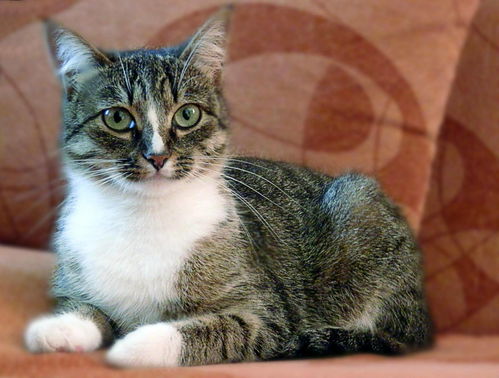 (猫着凉了拉肚子一般多久会好)猫着凉拉肚子会自愈吗?如何正确护理病情以促进恢复很重要。 (猫着凉了拉肚子一般多久会好)猫着凉拉肚子会自愈吗?如何正确护理病情以促进恢复很重要。