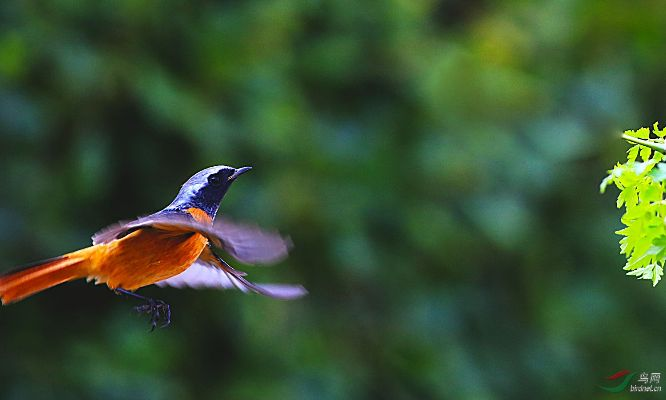 (小鸟飞翔视频播放)小鸟爱飞翔 灵兽共舞 唤醒青春活力