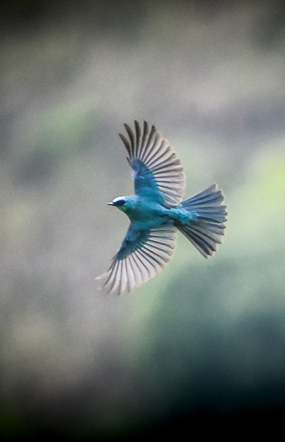 (小鸟飞翔视频播放)小鸟爱飞翔 灵兽共舞 唤醒青春活力 (小鸟飞翔视频播放)小鸟爱飞翔 灵兽共舞 唤醒青春活力