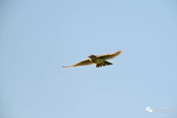 (小鸟飞翔视频播放)小鸟爱飞翔 灵兽共舞 唤醒青春活力 (小鸟飞翔视频播放)小鸟爱飞翔 灵兽共舞 唤醒青春活力