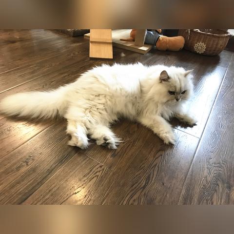 开猫咖店需要准备什么?打造猫咪天堂,让顾客从猫中找到快乐。