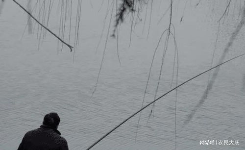 我的钓鱼生活攻略：分享经验技巧，探索钓鱼乐趣，打造专属钓鱼之旅