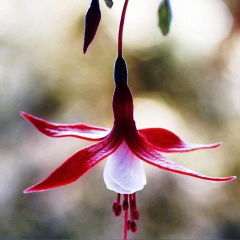 (面对逆境承受压力的能力)在逆境中重生:坚定信念,迎接挑战,化压力为动力的励志句子