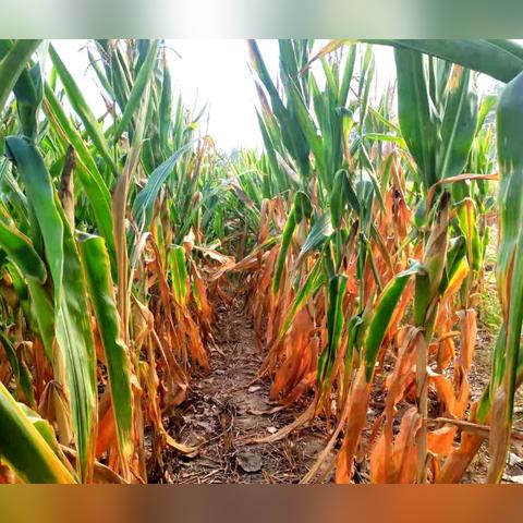 山东省划定2750个管控单元:全面加强生态环境保护与管理措施分析