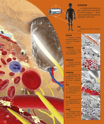 (细胞 人体)细胞世界历险记：揭秘人体内部环境的神奇运作与自然选择