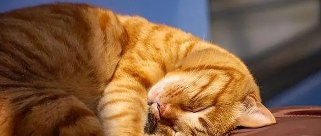 (什么温度下会让猫中暑?注意宠物健康呢)什么温度下会让猫中暑？注意宠物健康！